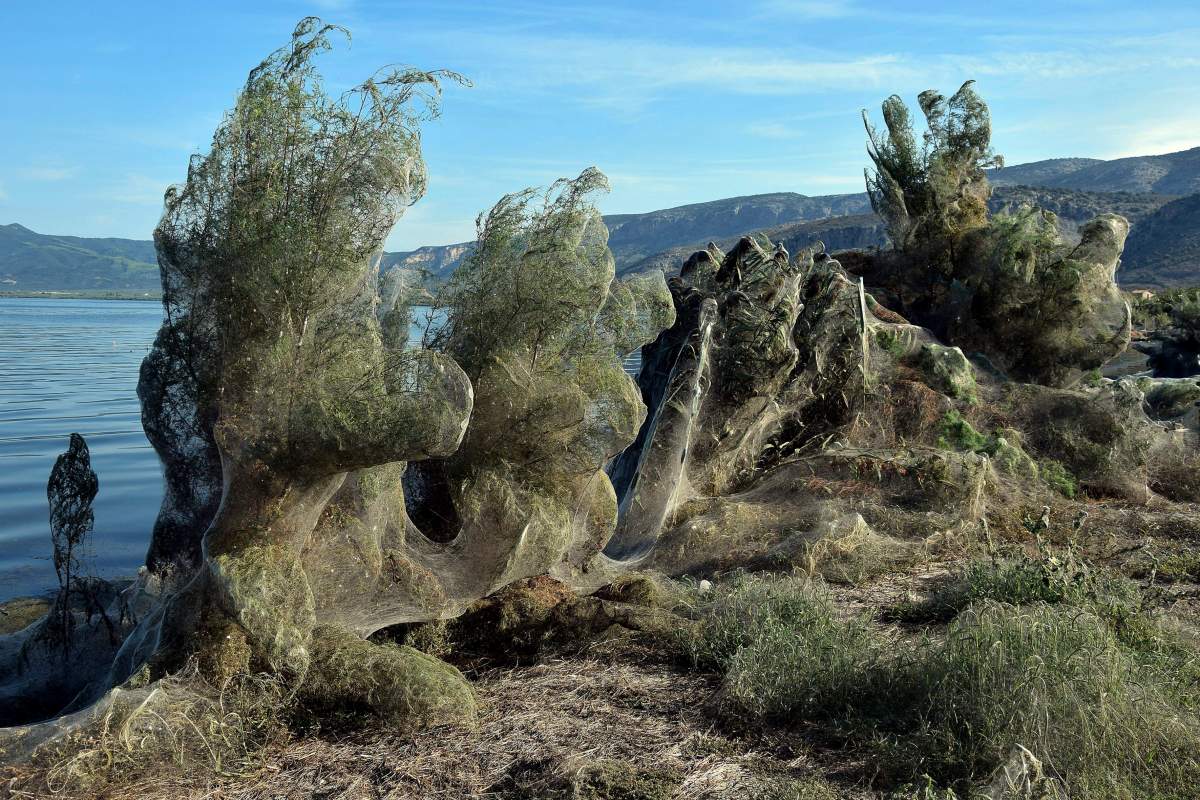 A huge cobweb covers the vegetation along the coast of Aitoliko, about 250 km west of Athens, Greece, 18 September 2018 (issued 19 September 2019).