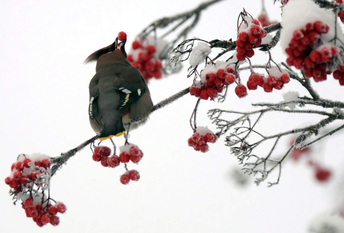 A Bohemian waxwing positions a mountain ash berry before swallowing on Dec. 18, 2013, in Anchorage, Alaska. 