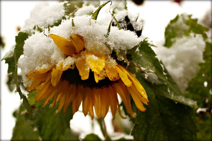 The Oct. 4 Your Saskatchewan photo of a snowy sunflower was taken by Kathleen Schlosser in Humboldt.