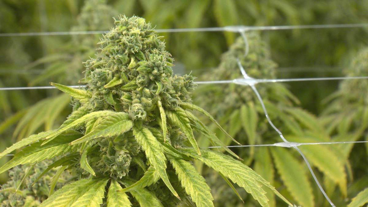 Cannabis plants at a Organigram production facility are pictured on Oct. 12, 2018.