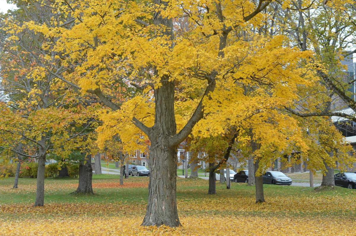 Canada's leading
conservation group is asking people not to rake their lawn.