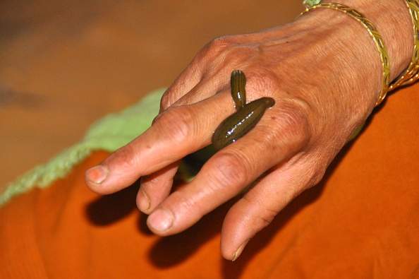 A Niagara man has plead guilty after trying to import a prohibited species of leech into Canada via a flight to Pearson airport.
