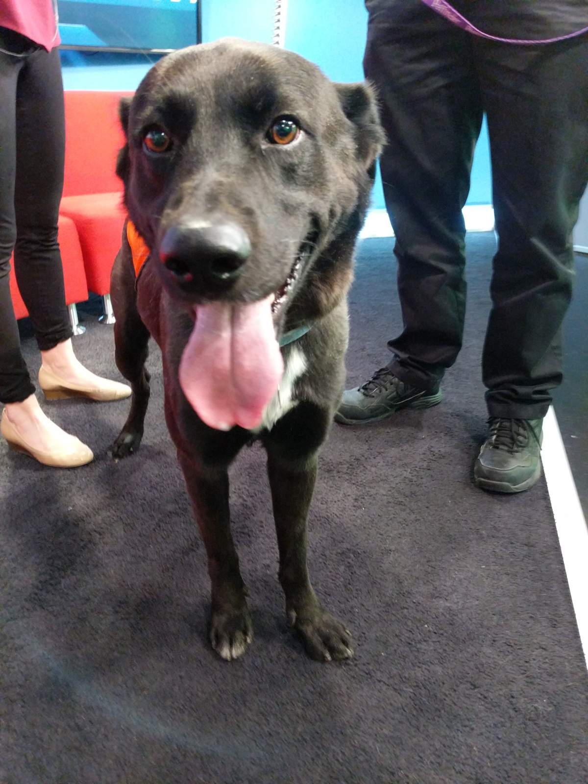Zazu is looking for his forever home.