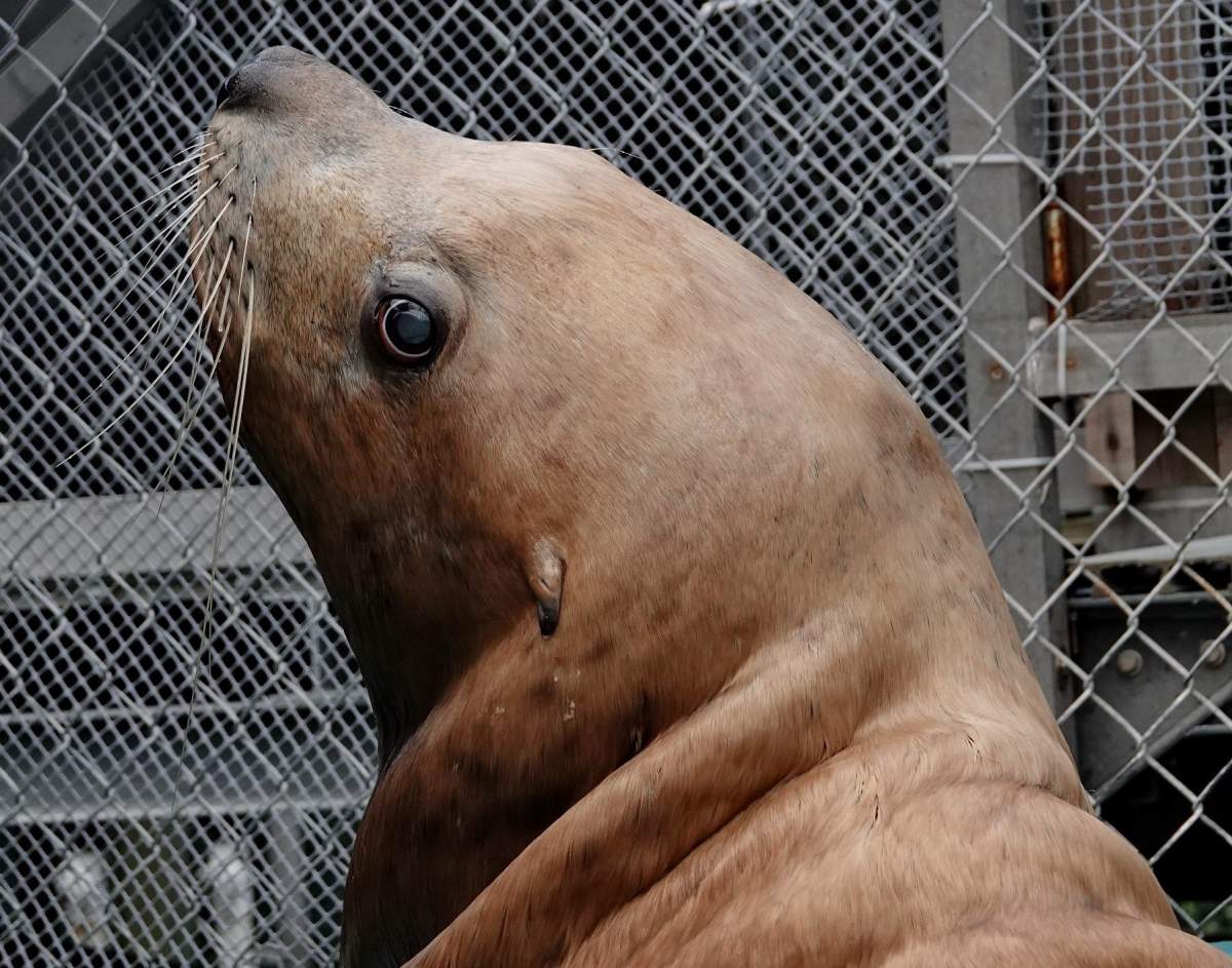 Ukee the Steller sea lion has passed away. 