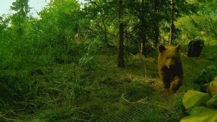 Two orphaned black bear cubs roam an enclosure at the Cochrane Ecological Institute.