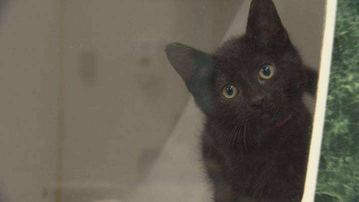 Black cats can spend up to 40 per cent longer on the adoption floor.
