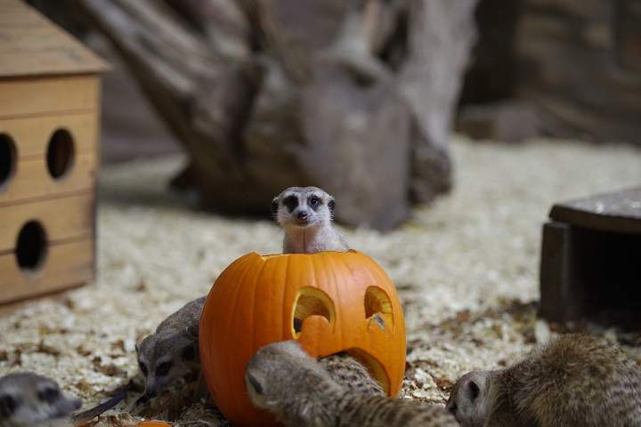Meerkats at the Edmonton Valley Zoo enjoy a Halloween treat.