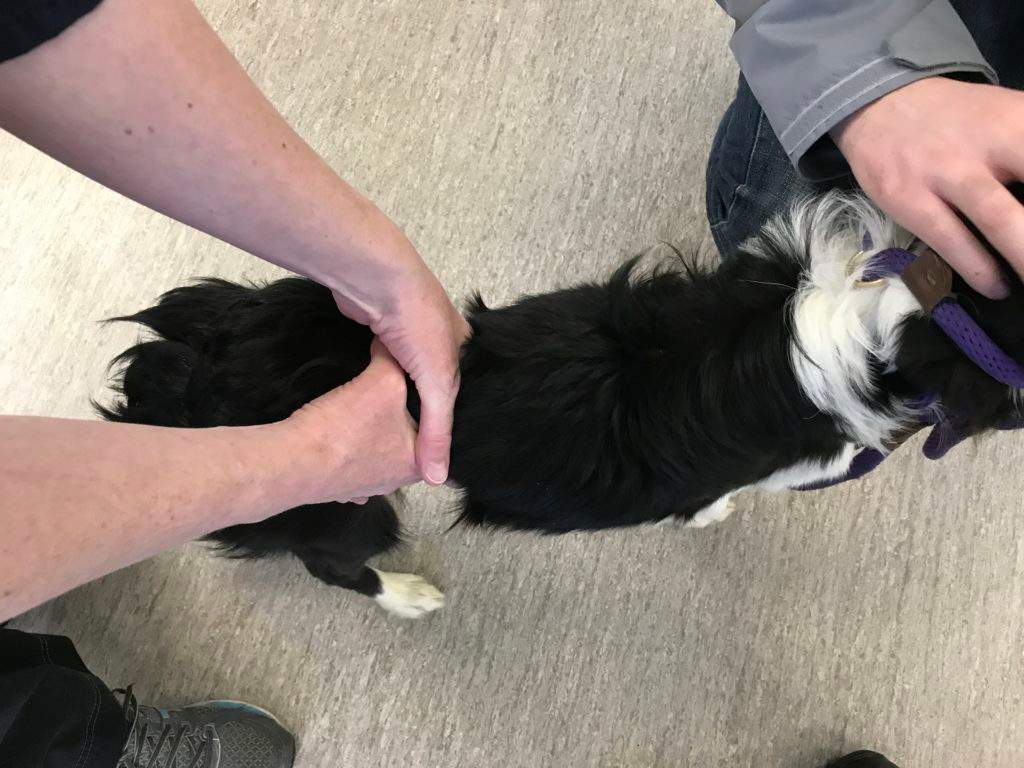 A Calgary woman has been convicted under the Animal Protection Act for not properly taking care of two dogs, the Calgary Humane Society said on Oct. 17, 2018.