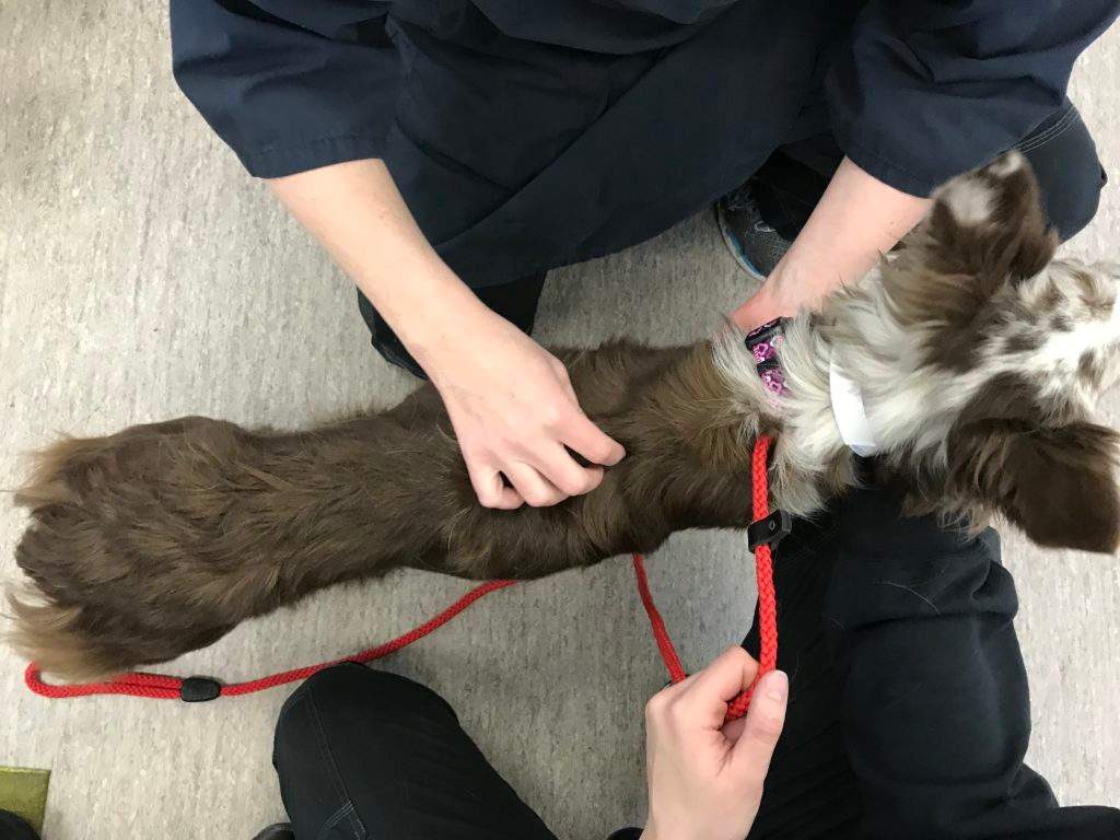 A Calgary woman has been convicted under the Animal Protection Act Offences for not properly taking care of two dogs, the Calgary Humane Society said on Oct. 17, 2018.