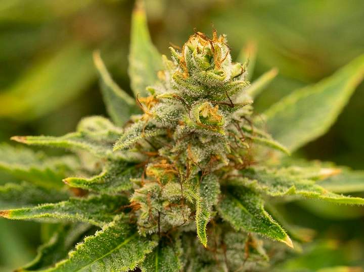 A close-up of a cannabis plant. On Wednesday, Oct. 17, 2018, cannabis consumption will become legal in Canada.