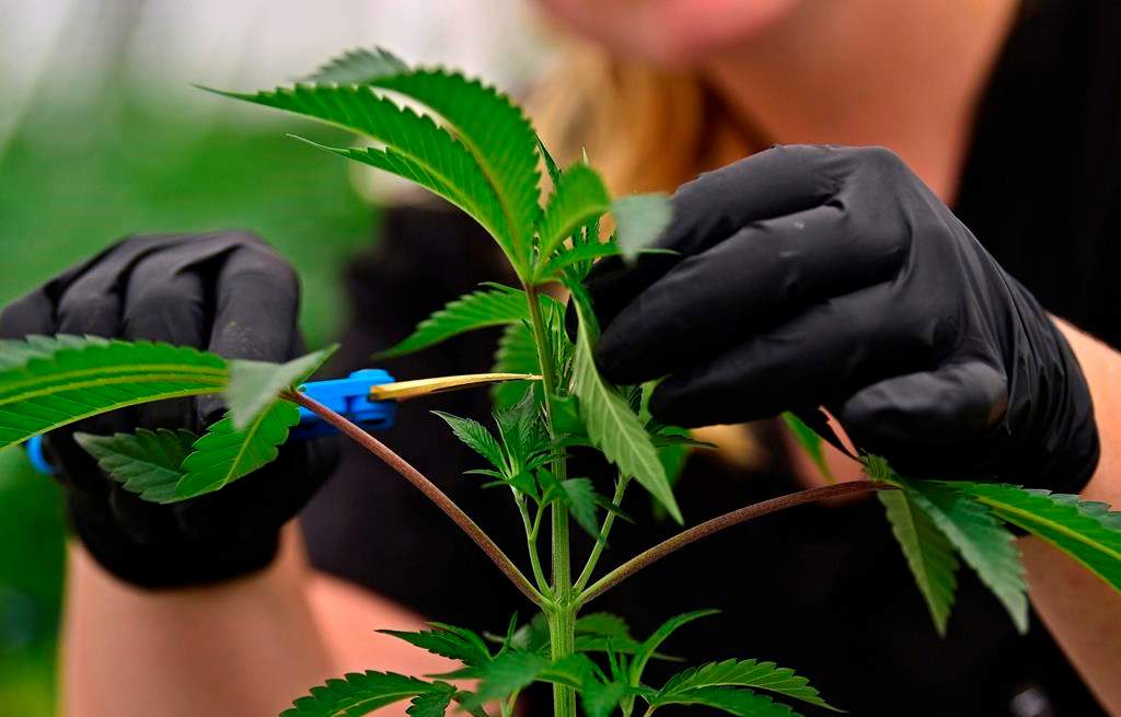 FILE - In this Sept. 20, 2018, file photo, an employee at a medical marijuana cultivator works on topping a marijuana plant, in Eastlake, Ohio. Voters in Missouri have three competing proposals on the ballot dealing with medical marijuana in the November election. Two would amend the Missouri Constitution; the other would simply change state law. (AP Photo/David Dermer, File).