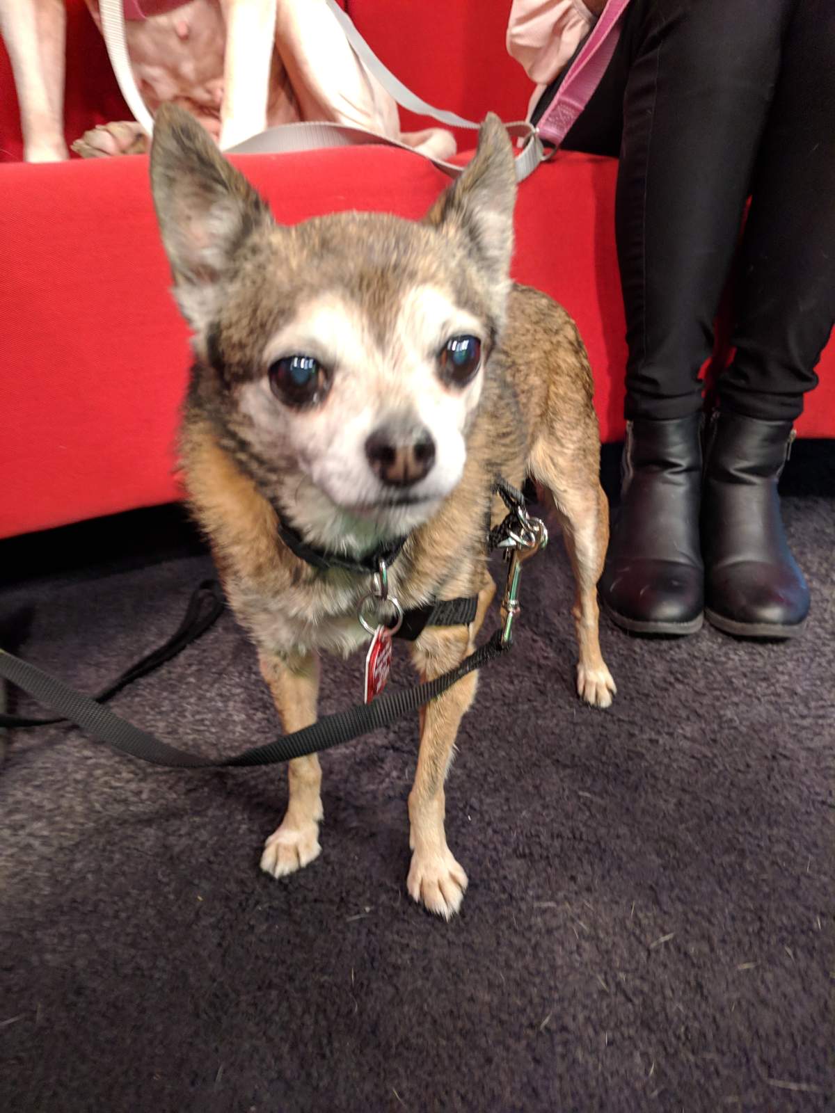 Chip is looking for his forever home and spent some time chilling at Global News Morning.