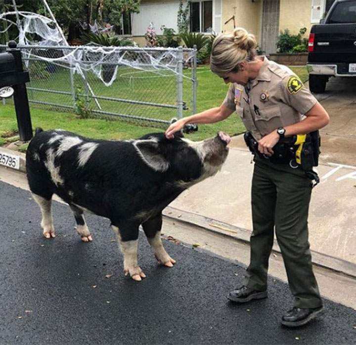 Cops use Doritos to lure an escaped pig ‘the size of a mini horse’ back home - image