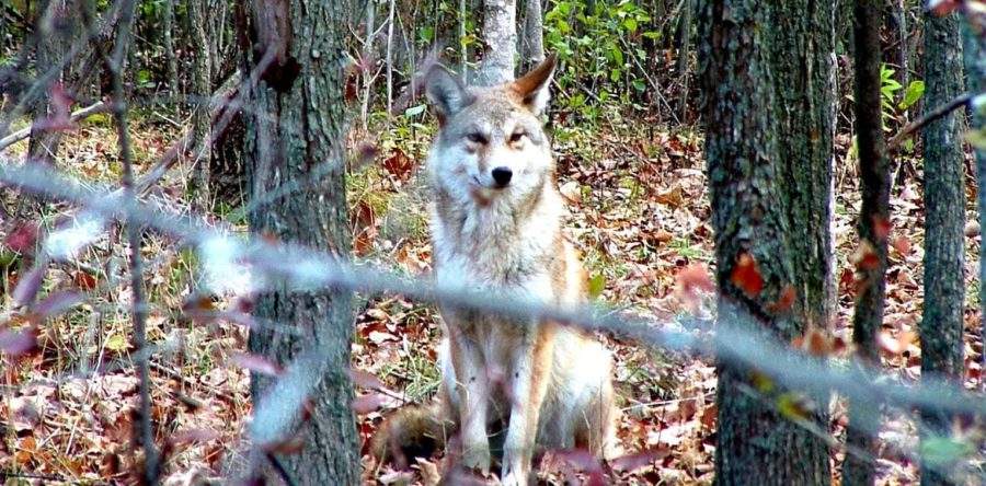 A coyote warning has been issued by the Hamilton Conservation Authority, asking pet owners to keep their dogs on leashes.