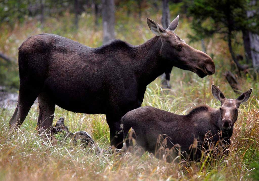The Endangered Species Act is meant to "provide for the protection, designation, recovery and other relevant aspects of conservation of species at risk.”.