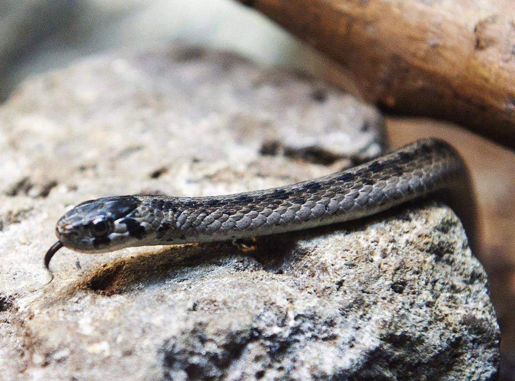 A brown snake is seen at the Ecomuseum Friday, September 29, 2017 in Montreal.