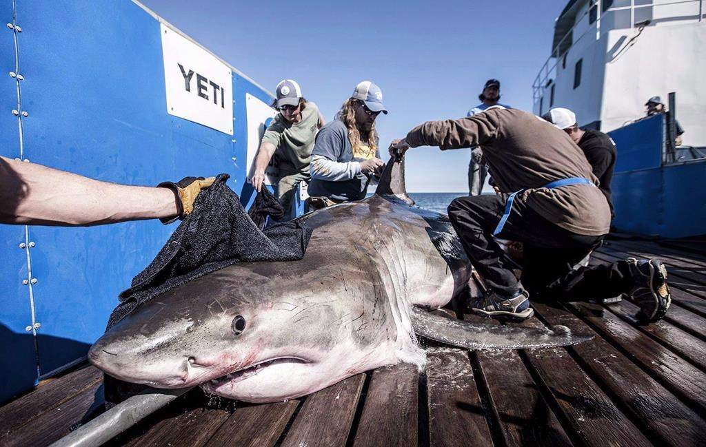 A shark known as "Hilton" is seen in this undated handout photo. A celebrity shark that has been charming Nova Scotians for two summers has emerged off Newfoundland. Hilton tweeted this morning from just off Channel-Port-aux-Basques on Newfoundland's western shore.