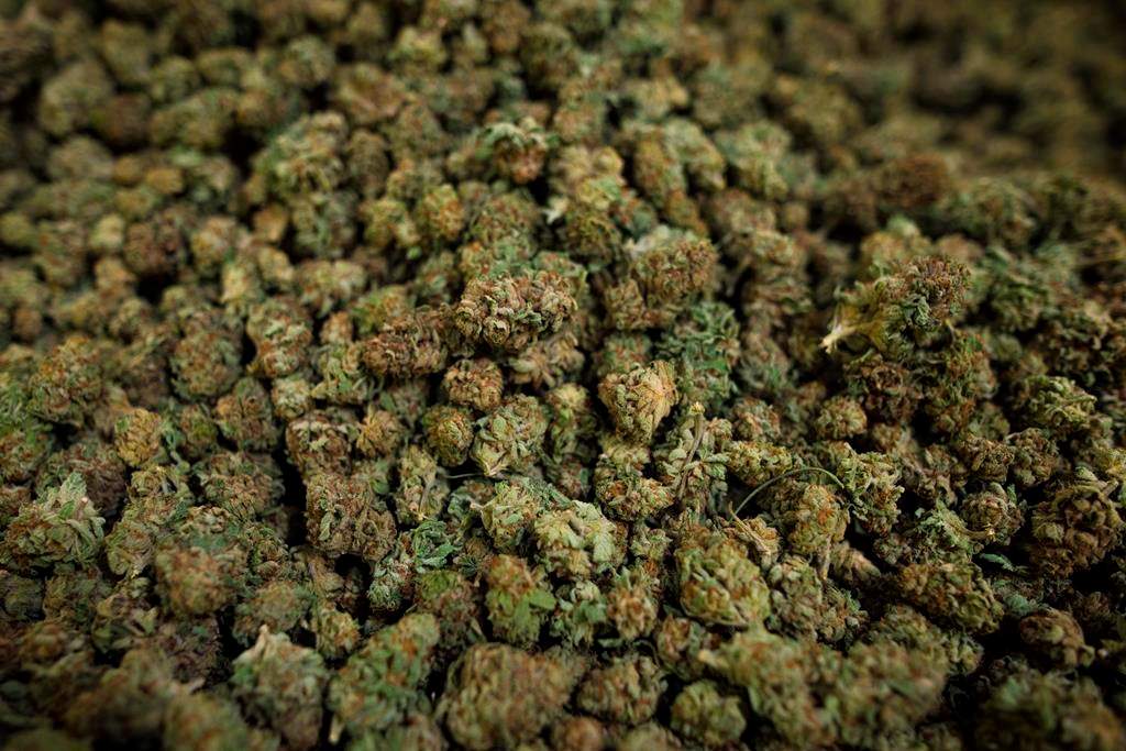 Cannabis harvested at the CannTrust Niagara Greenhouse Facility in Fenwick, Ont., is photographed on Tuesday, June 26, 2018. A spokesman for the Canada Pension Plan Investment Board says it is still not interested in making direct investments in the newly legalized recreational marijuana industry. THE CANADIAN PRESS/ Tijana Martin.