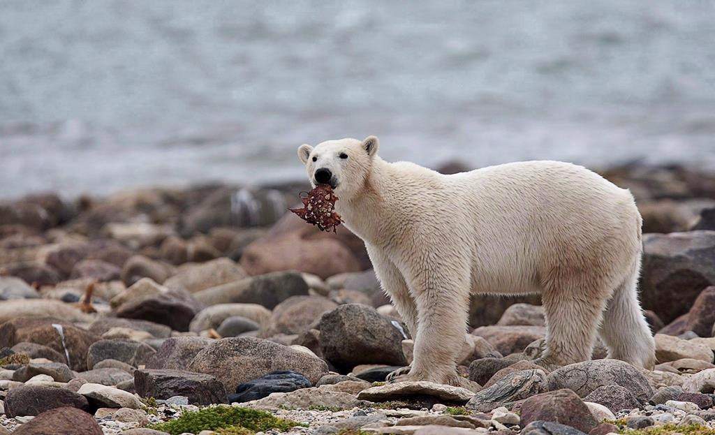 The Assiniboine Park Conservancy is launching a new research project looking to map polar bear denning habitat in Manitoba to help protect them from wildfires.