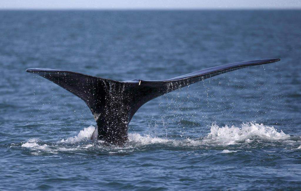 A North Atlantic right whale appears at the surface of Cape Cod bay off the coast of Plymouth, Mass., on March 28, 2018. THE CANADIAN PRESS/AP-Michael Dwyer