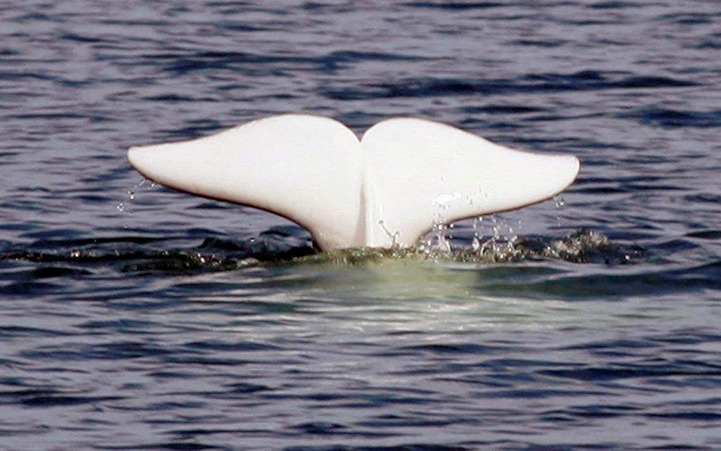 A beluga whale shows his tail in the St.Lawrence River near Tadoussac Que., Monday, July 24, 2006. Researchers say belugas in the St. Lawrence River that are already dealing with a host of problems infiltrating their ecosystem have yet another parasite to contend with ??? this one likely helped along by the common house cat. Monday, Oct. 185, 2018.