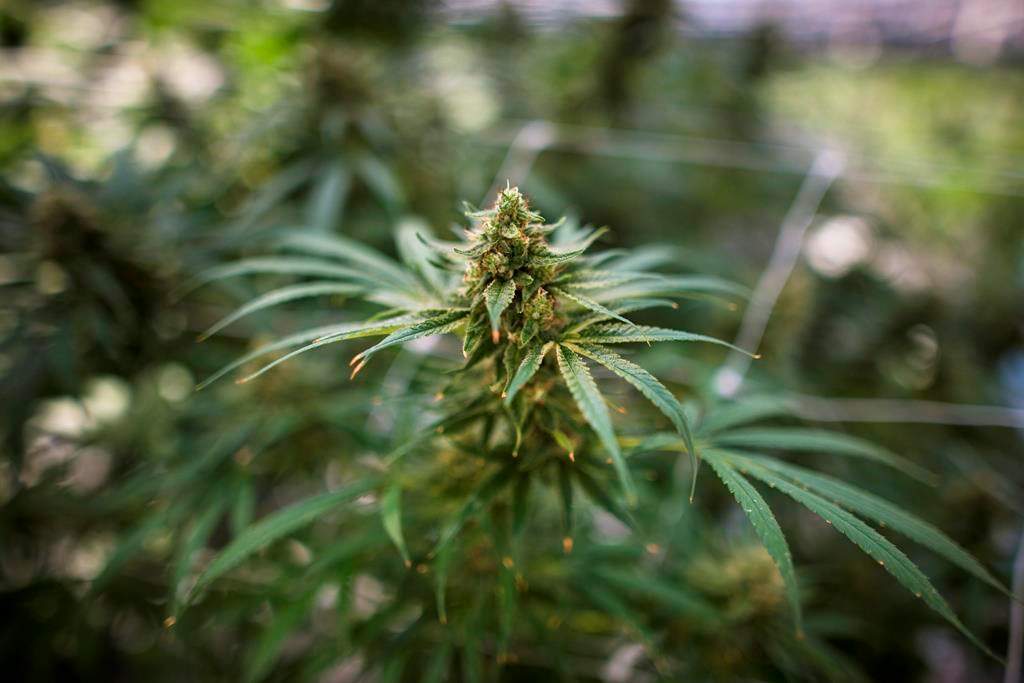 More than one-quarter of respondents in a recent Manitoba survey say they have purchased pot since legalization or plan to purchase it in future.