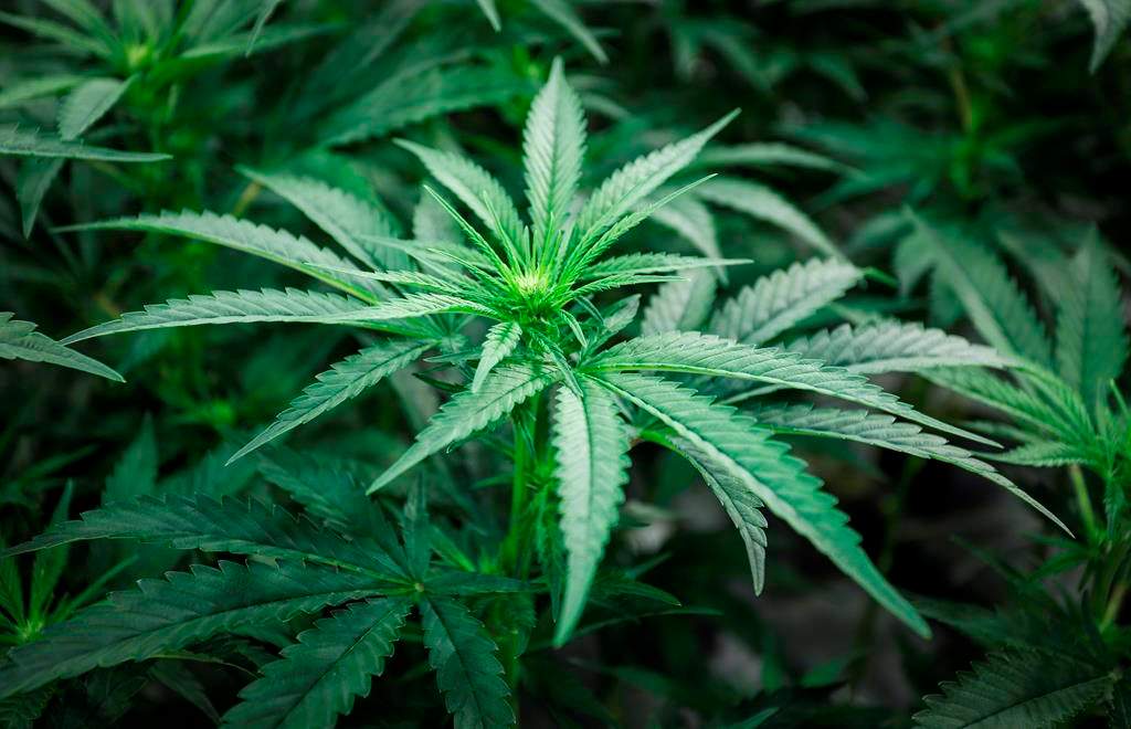 Marijuana plants are shown at a cultivation facility in Olds, Alta., Wednesday, Oct. 10, 2018.