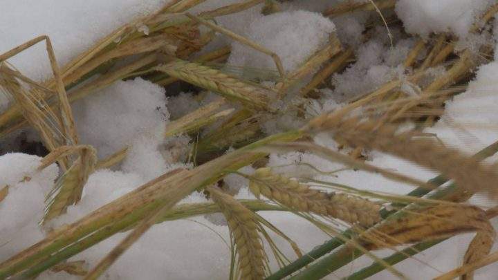 Saskatchewan Agriculture said 47 per cent of the crop is in the bin, well below the five-year average of 75 per cent for this time of year.