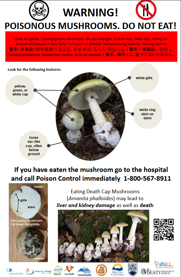 Spread of ‘death cap,’ world’s deadliest mushroom, prompts new B.C. safety campaign - image