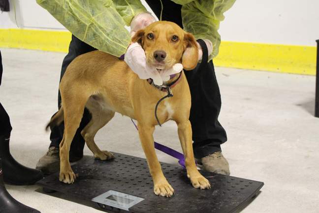 48 dogs and puppies and 23 cats and kittens from remote northern communities have been distributed to Ontario SPCA, affiliate SPCA and humane societies across the province as part of the Northern Dog program.