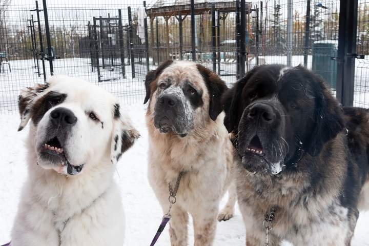 Gasket, Gunther and Goliath are a trio of Saint Bernard dogs who the Edmonton Humane Society is working to get adopted together.