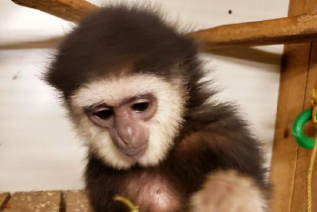 Agnes the gibbon is seen in a photo tweeted by the Ontario Provincial Police on Oct. 22, 2018.
