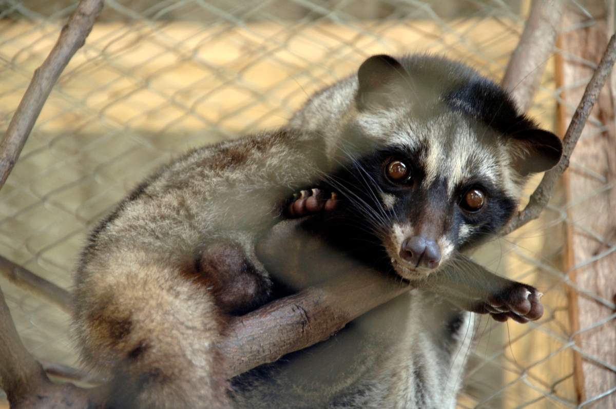Picture of an Asian Palm Civet.