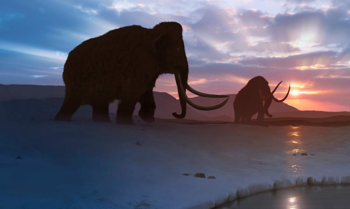 Artwork of the woolly mammoth (Mammuthus primigenius), or tundra mammoth. This animal lived during the Pleistocene epoch and into the early Holocene, and as such coexisted with humans.