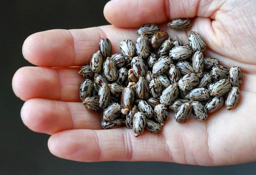 Ricin -- a poison that is produced by processing castor beans -- has no known antidote and is one of the world's most lethal toxins.