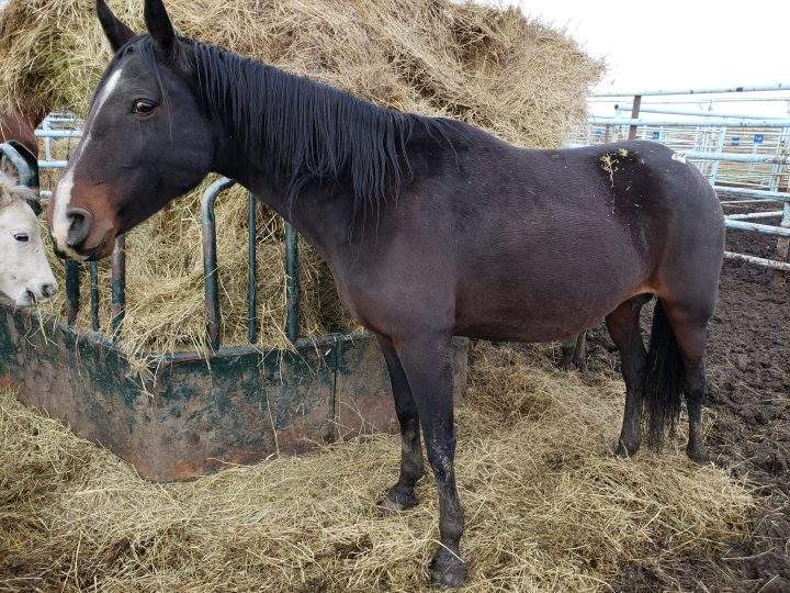 A horse at the Vold Jones & Vold (VJV) Beaverlodge auction on Oct. 13.