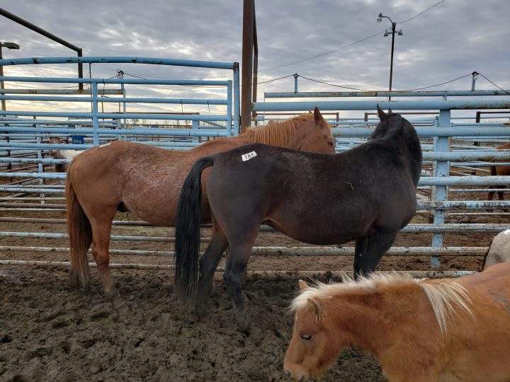 Horses at the Vold Jones & Vold (VJV) Beaverlodge auction on Oct. 13.