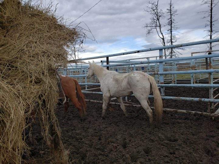 Horses at the Vold Jones & Vold (VJV) Beaverlodge auction on Oct. 13.