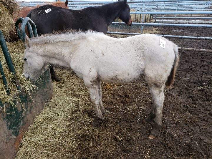 Horses at the Vold Jones & Vold (VJV) Beaverlodge auction on Oct. 13.