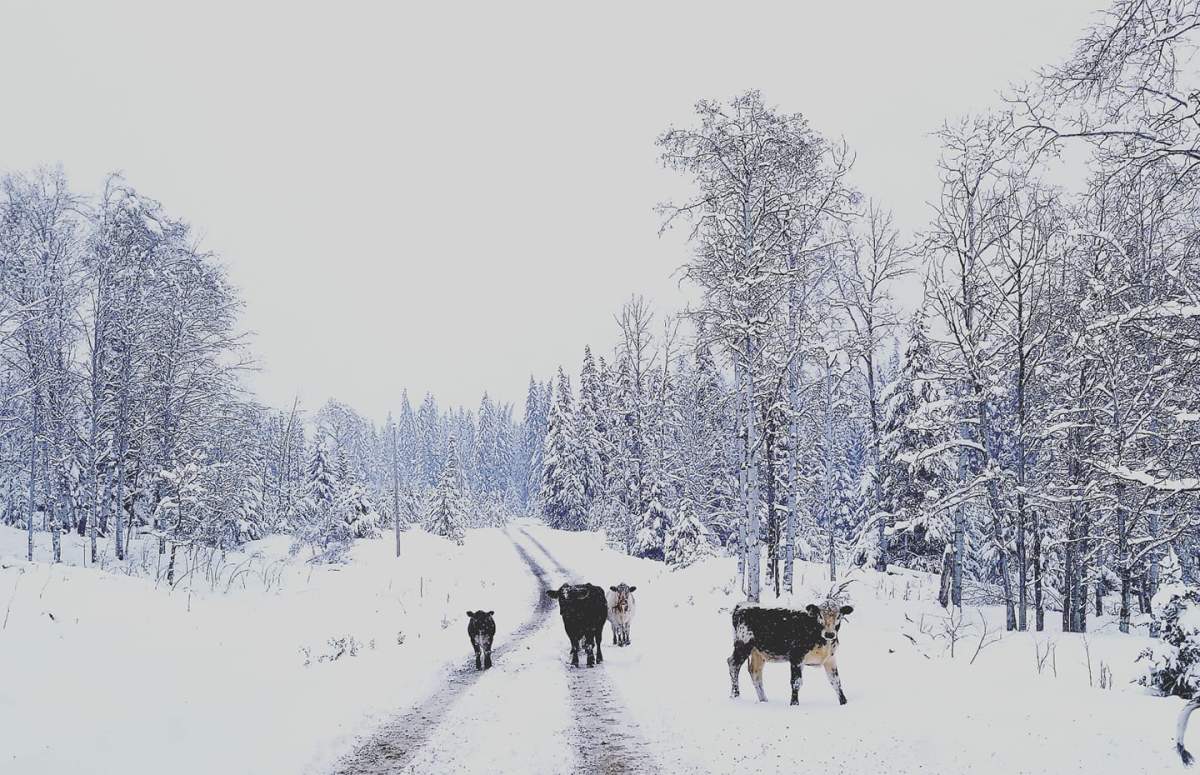 Horse Lake, 100 Mile House. Credit: Chantelle Riggs.