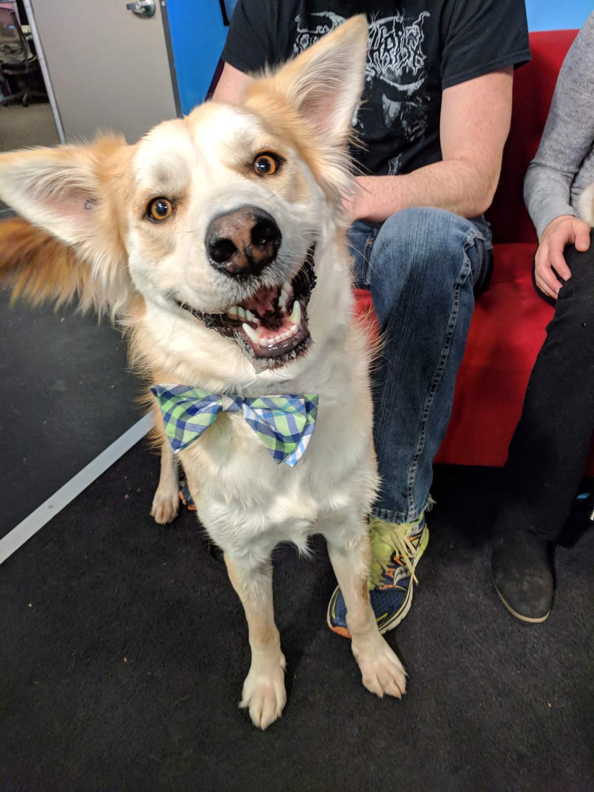Calvin is looking for his forever home.