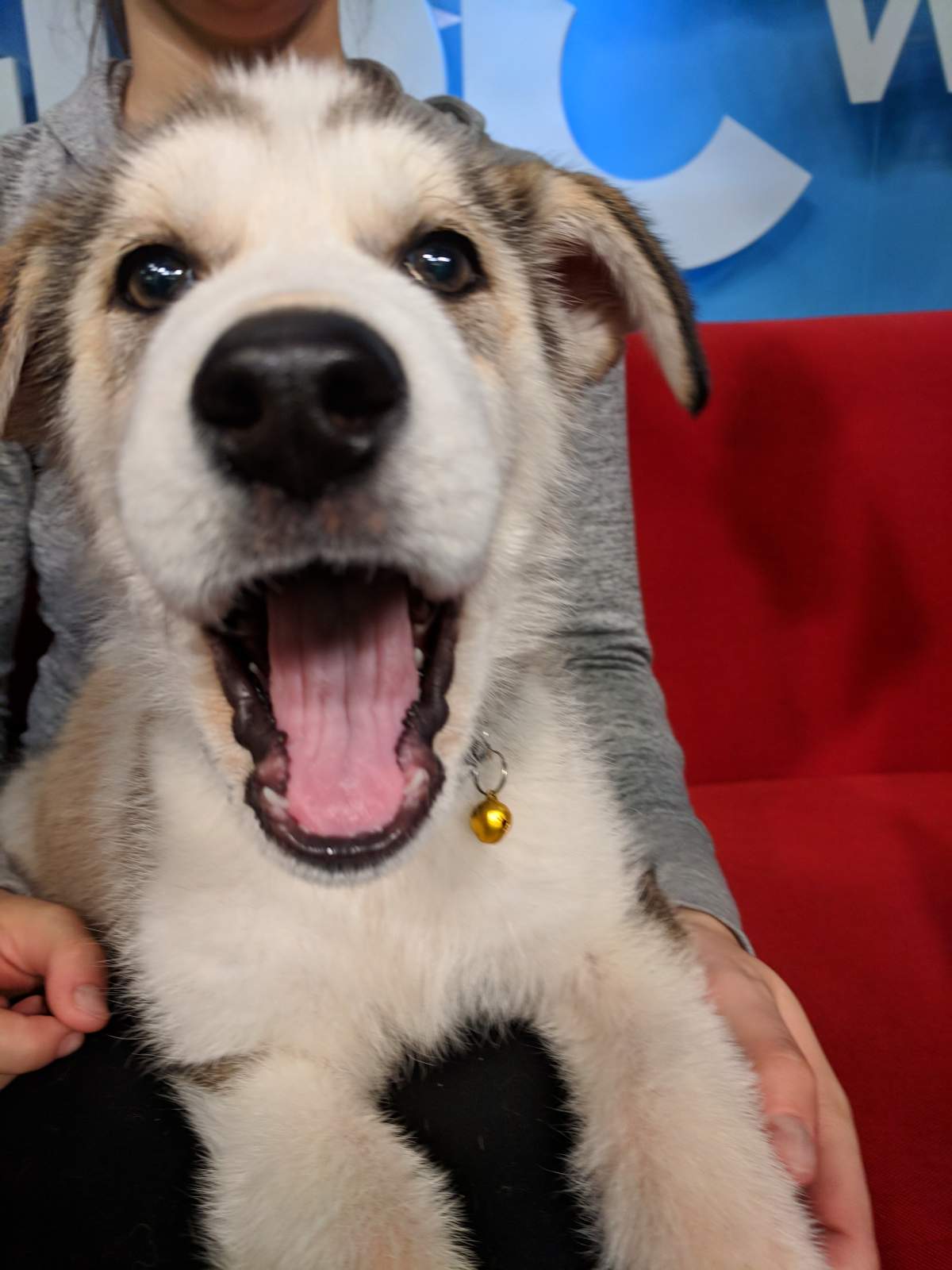 Kale is looking for a forever home.