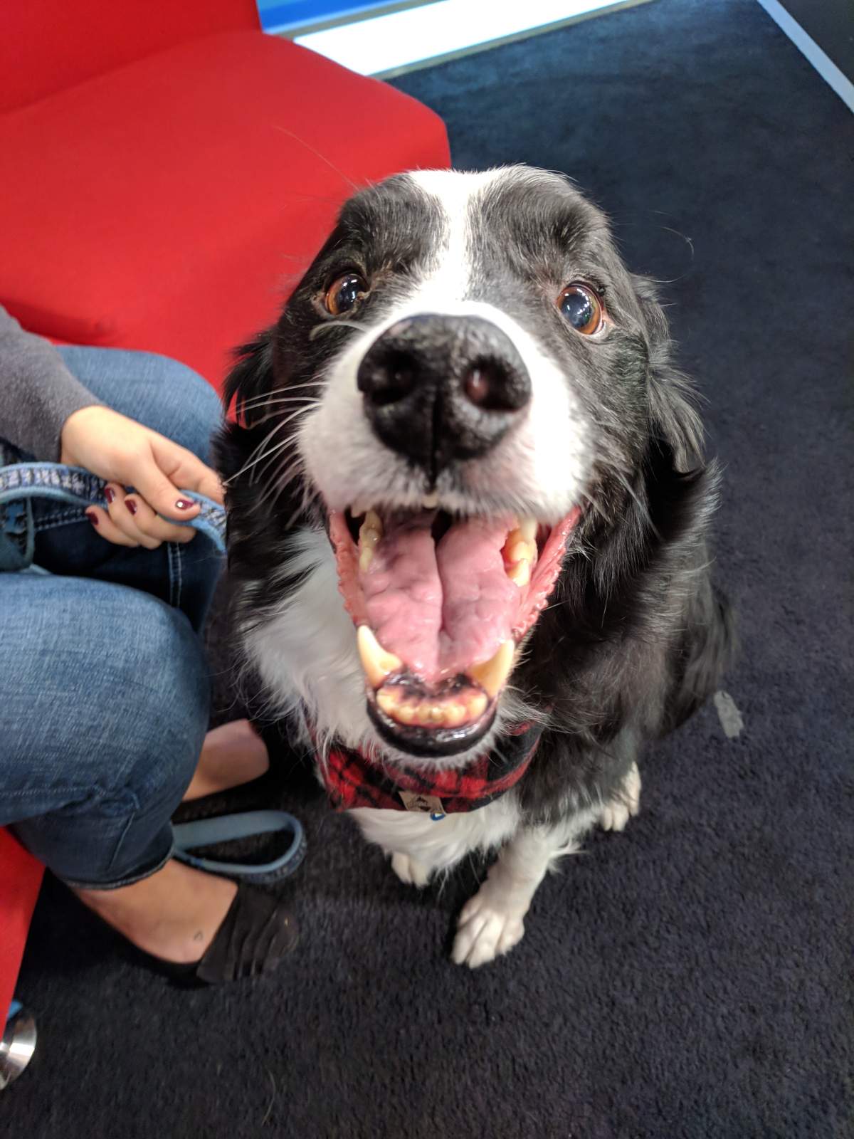 Bobby spent time on Global News Morning in hopes of finding a new forever home.