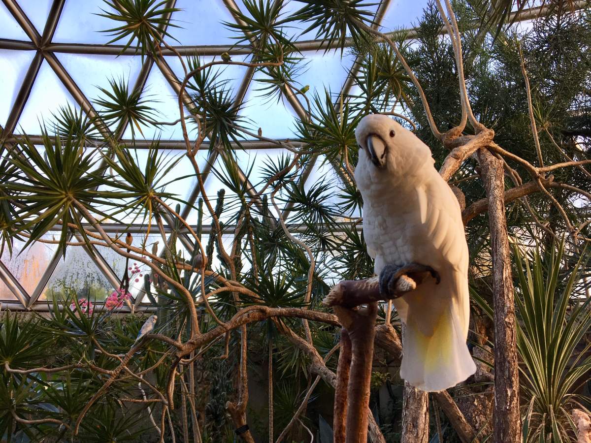 One of the 170 birds that fly free in Vancouver’s Bloedel Conservatory