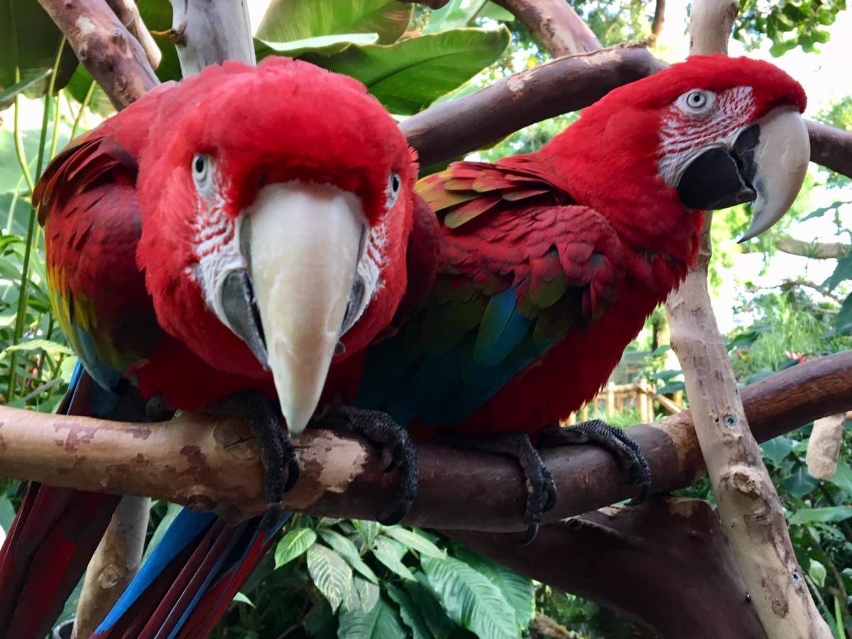 Two of the more than 170 birds that fly free in Vancouver’s Bloedel Conservatory
