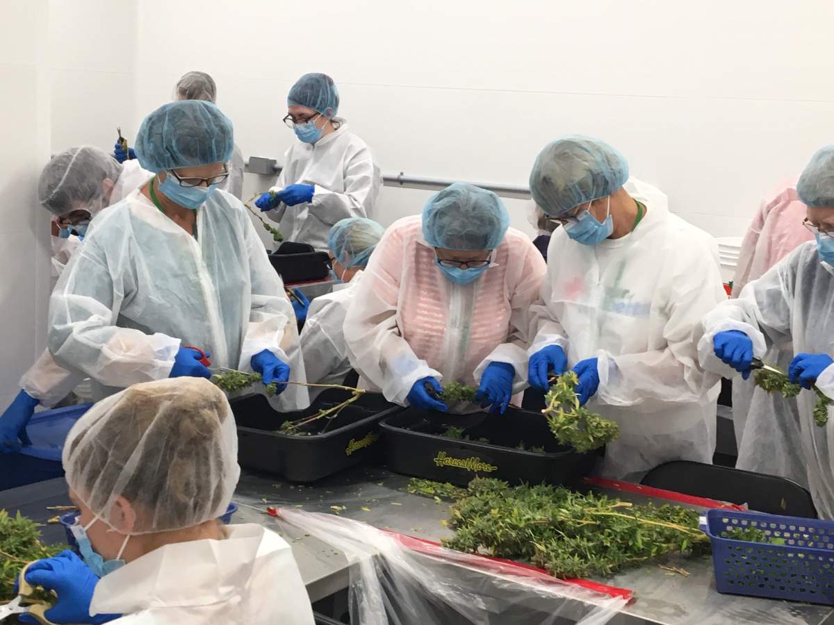 Workers trim marijuana plants at Acreage Pharms’ facility near Peers, AB.
