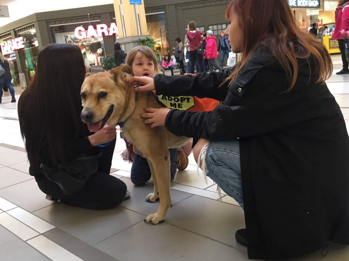One of the adoptable dogs part of the Winnipeg doggie dates program.