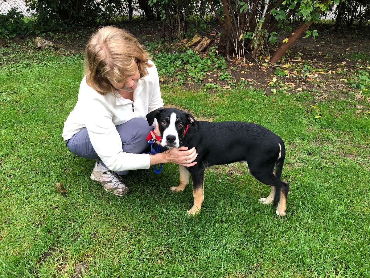 The puppy was found to be wandering about Waterloo Ave on Monday.