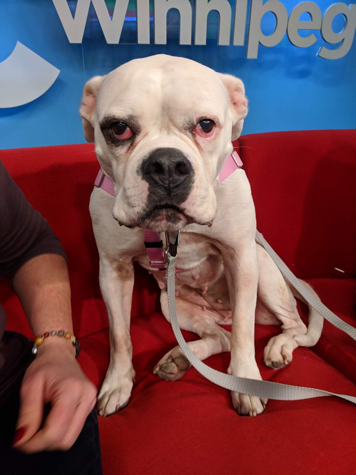 Lily is hoping to find her forever home after appearing on Global News Morning.