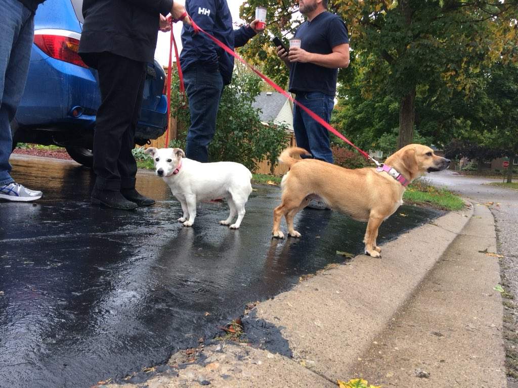 Two family dogs, Beau (left) and Piper (right) were confirmed safe by London fire crews after Monday morning’s blaze.